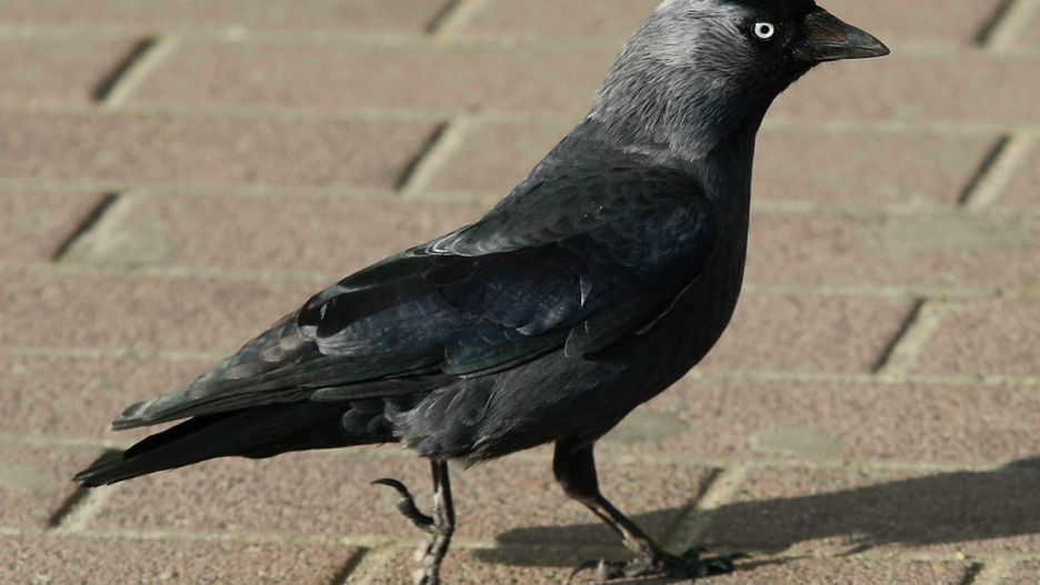 Już ponad 220 ptaków zostało otrutych