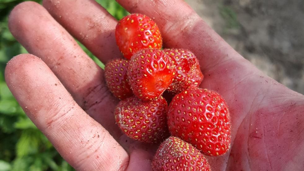 Zbieranie truskawek to ciężka praca. Odczułem na własnej skórze.