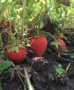 Więcej za jabłka, mniej za ogórki szklarniowe. Dane z giełdy warzywnej Bronisze