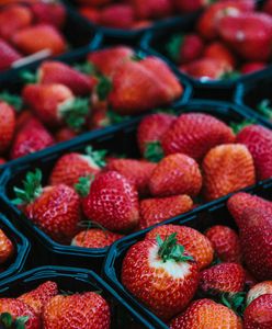 Truskawek mniej o 20-30 proc. Wysyp w tym tygodniu