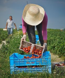 Truskawki z Polski. Azjaci potrzebni do zbiorów