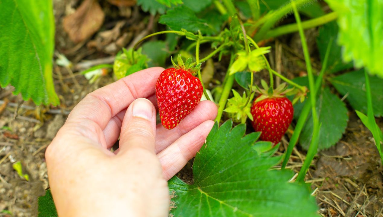 Zrób ten domowy nawóz, a Twoje truskawki zaczną rosnąć w szalonym tempie