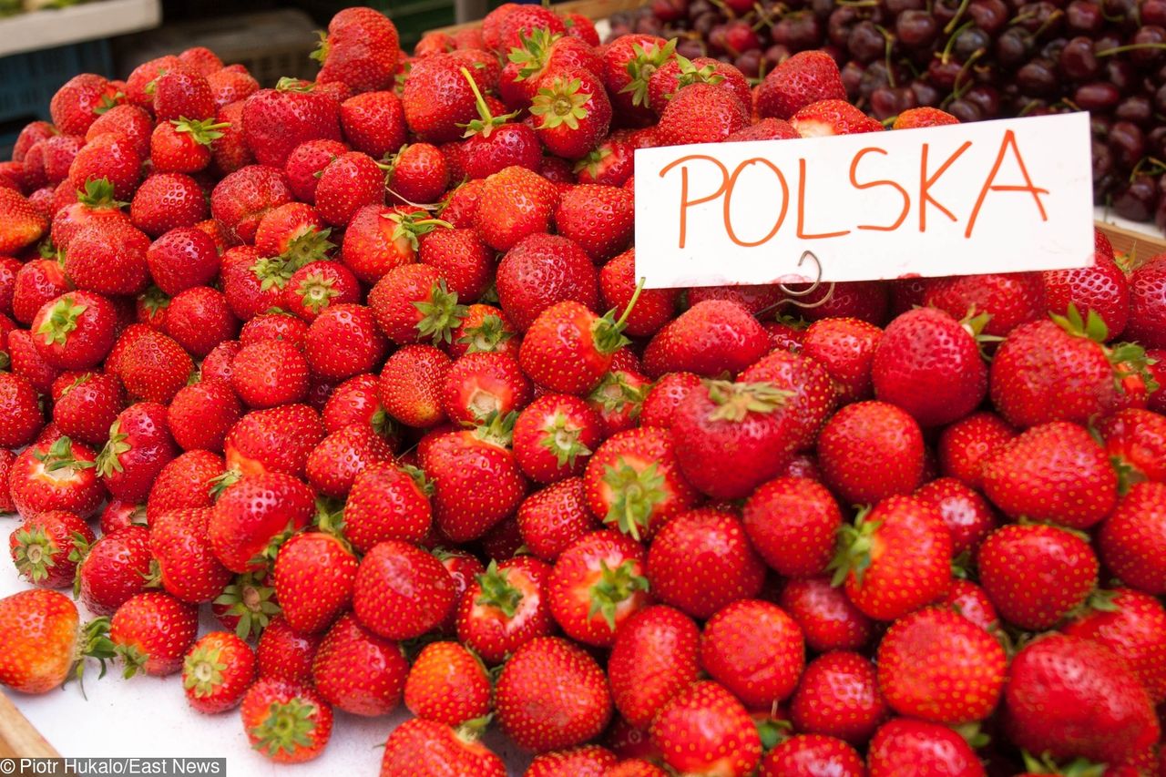 Truskawki są smaczne, ale mogą pozostać na polu. Prawie nikt nie chce ich zbierać