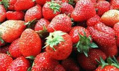 Burmistrz Sompolna zbiera truskawki w Norwegii