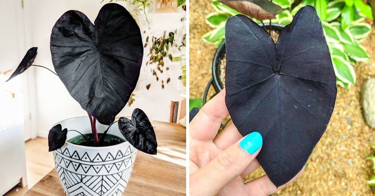 Colocasia Esculenta 'Black Magic' – an Exotic Plant With Edible Bulbs