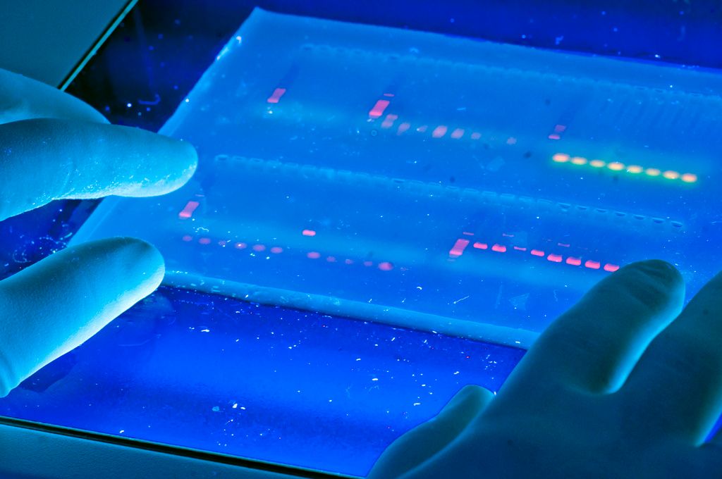 Amerykanom udało się zmodyfikować DNA ludzkiego zarodka