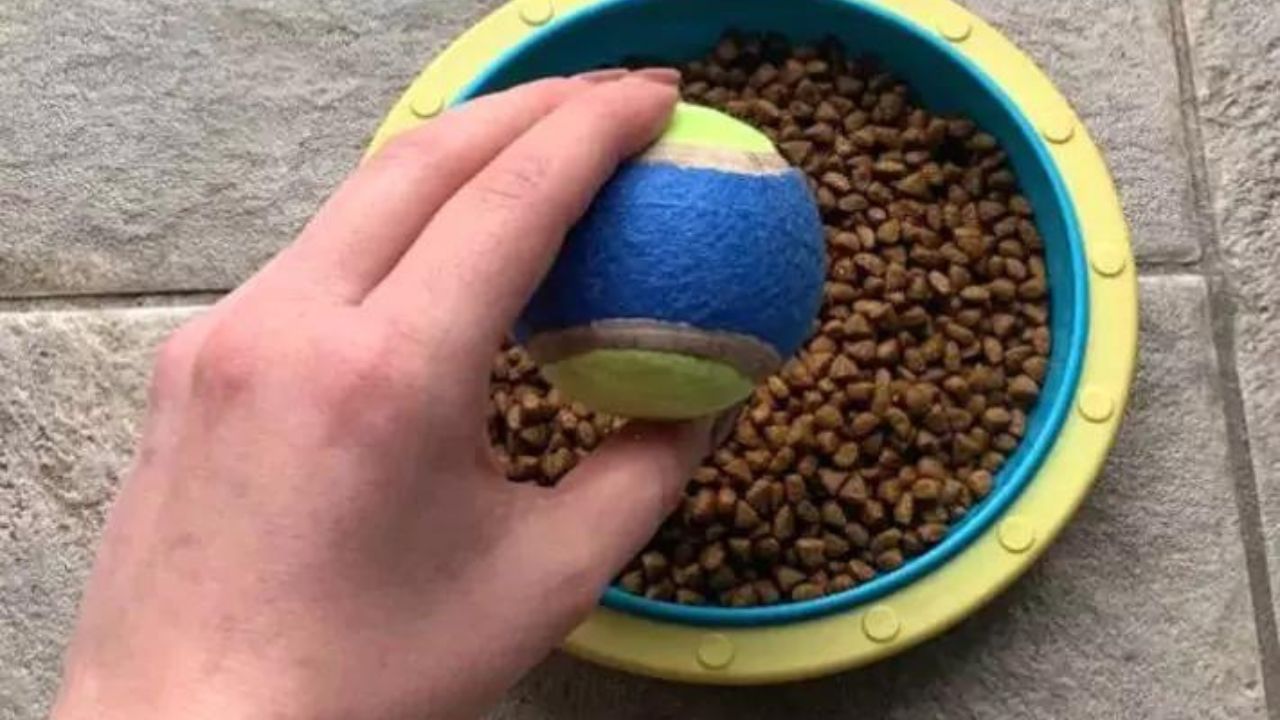 Zawsze wkładam piłkę tenisową do miski psa. Ten sposób pokazał mi weterynarz.