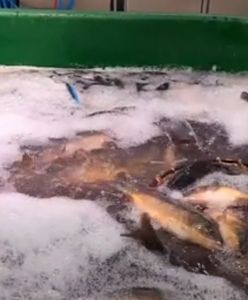 Starsi Polscy nie chcą już zabijać karpi, za to młodsi aż się do tego rwą. Ofiarą tradycji stanie się 8,5 mln ryb