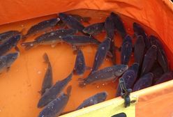 Żywe karpie? Nie kupisz ich w Selgros Cash&Carry