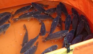 Żywe karpie? Nie kupisz ich w Selgros Cash&Carry