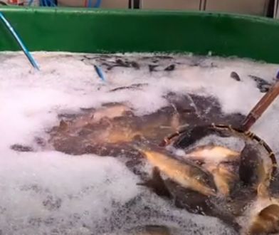 Starsi Polscy nie chcą już zabijać karpi, za to młodsi aż się do tego rwą. Ofiarą tradycji stanie się 8,5 mln ryb