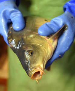 Karp na święta. Pracownik rybnego może odmówić zabicia