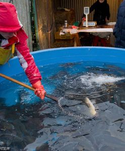 Jak odróżnić polskiego karpia od chińskiego? Jest tylko jeden sposób