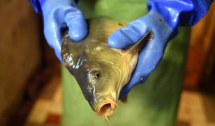 Karp na święta. Pracownik rybnego może odmówić zabicia