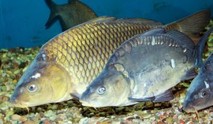 Nie tylko karpie. Znasz polskie ryby?