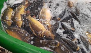 Tragiczne warunki żywych karpi w Carrefour. "One są półmartwe" - mówi ekspertka