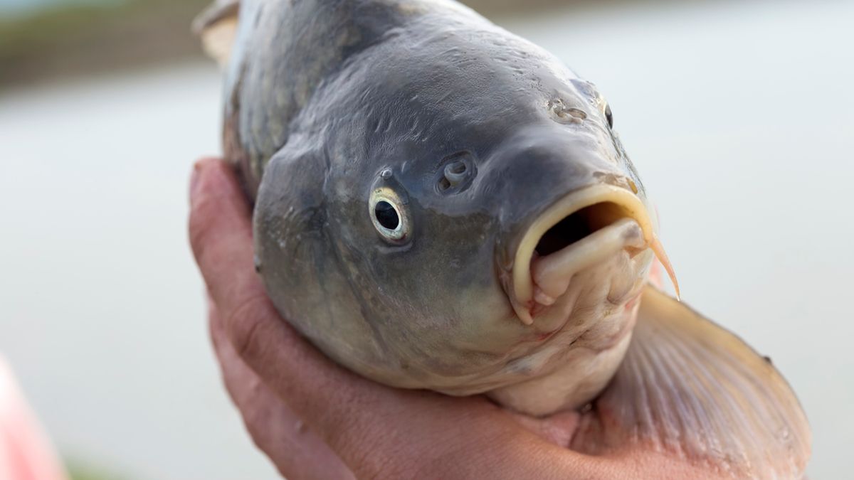 One alive carp fish is held in hands