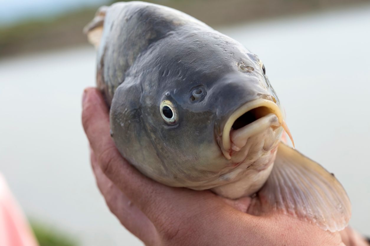 One alive carp fish is held in hands