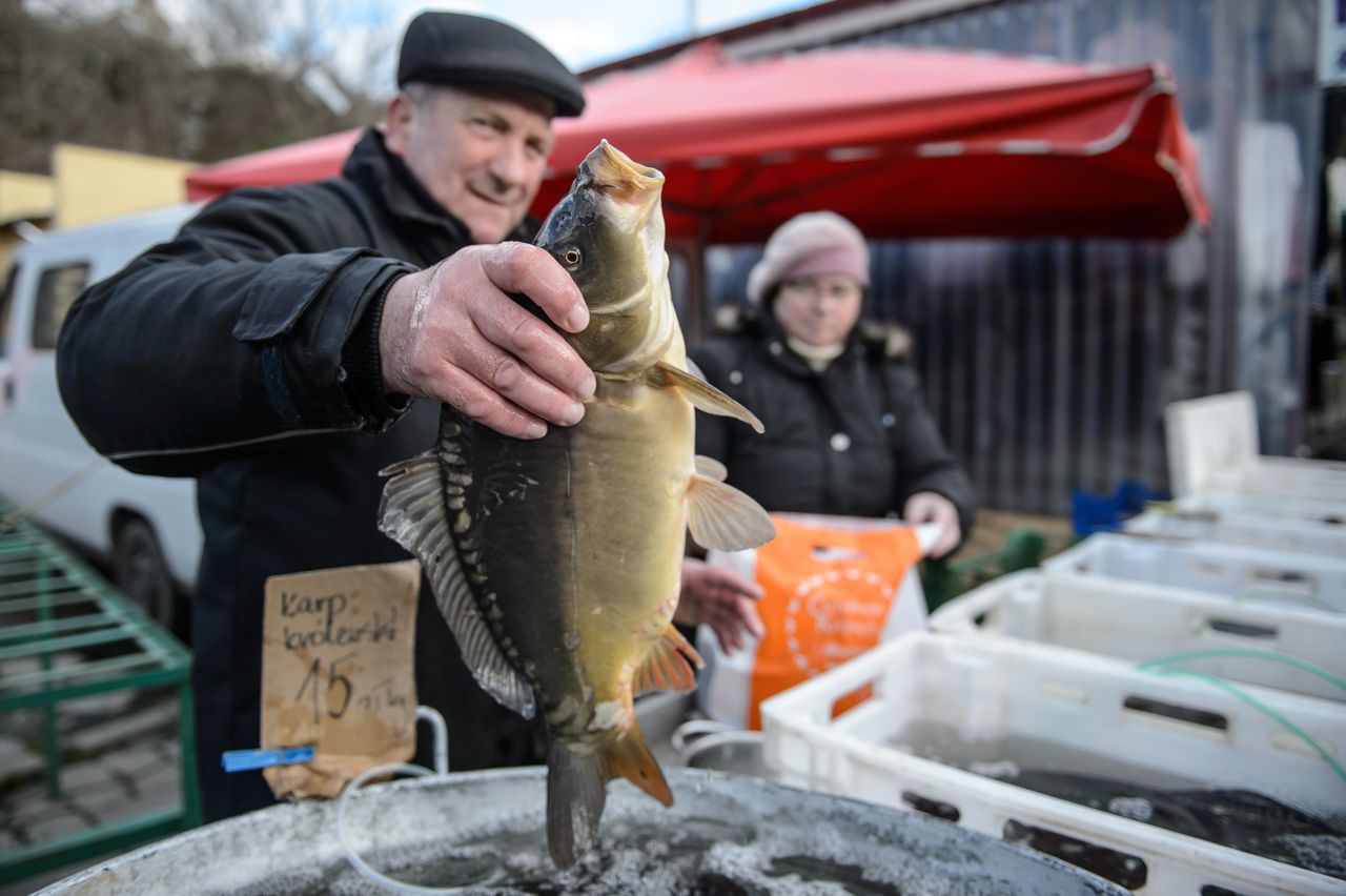 Dramatyczne skutki suszy. Karp na Święta będzie drogi