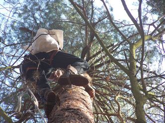 Kilkaset złotych dziennie za zbieranie szyszek. Szyszkarz to nie jest praca tak łatwa jak myślisz