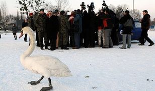 Ptasia grypa w Toruniu