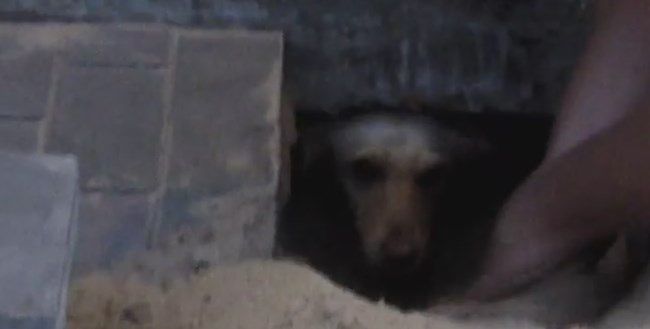 Rosjanie zamurowali żywego psa pod chodnikiem