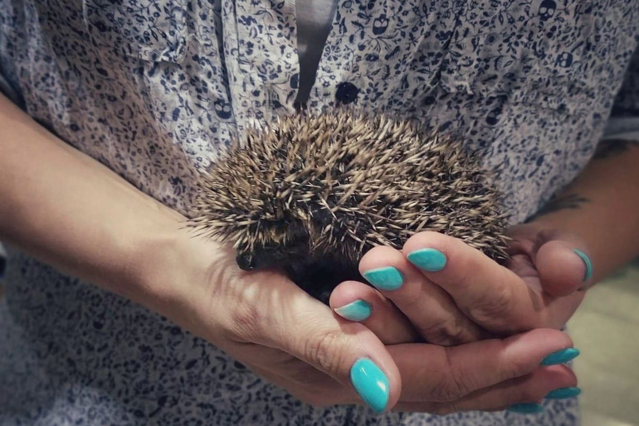 Podopieczny Jeżowej Akcji Adopcyjnej na rękach pani Kasi