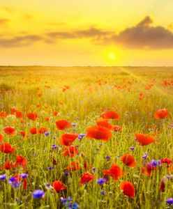 Pogoda – długoterminowa prognoza na długi weekend. Sprawdź, gdzie będzie burza i czy 15 sierpnia czeka nas słoneczna pogoda. Warszawa, Gdańsk, Kraków, Poznań i inne miasta