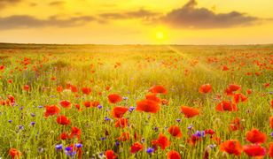 Pogoda – długoterminowa prognoza na długi weekend. Sprawdź, gdzie będzie burza i czy 15 sierpnia czeka nas słoneczna pogoda. Warszawa, Gdańsk, Kraków, Poznań i inne miasta