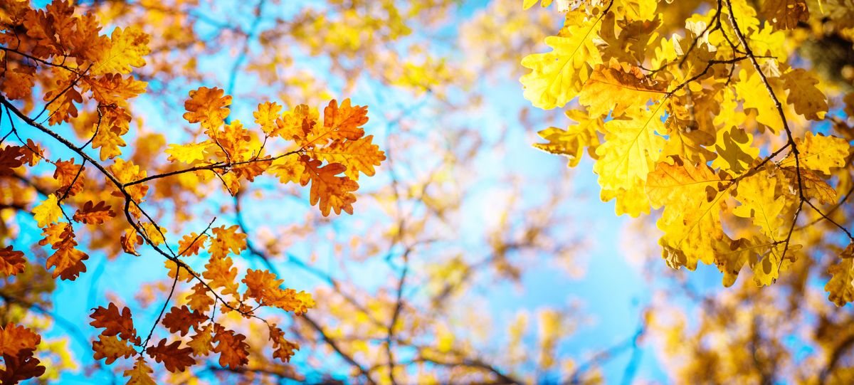Pogoda na weekend - złota jesień zachęca do spacerów