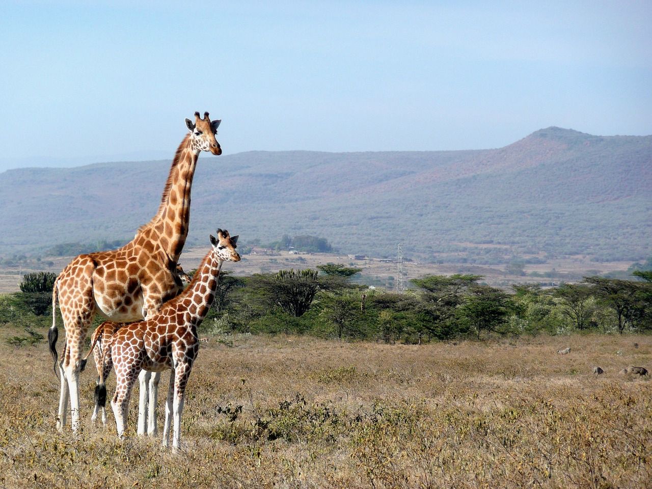 Safari w Kenii 