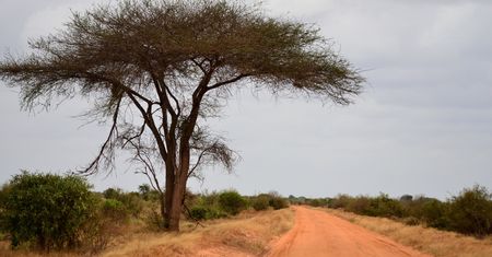 Kenia: autobus zderzył się z ciężarówką. Zmarły 34 osoby