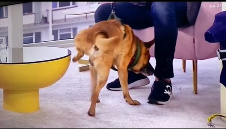 Dzień Dobry TVN - wpadka pies sika na stolik