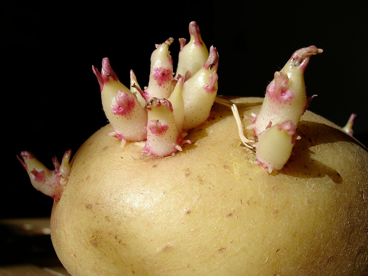 czy można jeść kiełkujące ziemniaki, fot. wikimediacommons