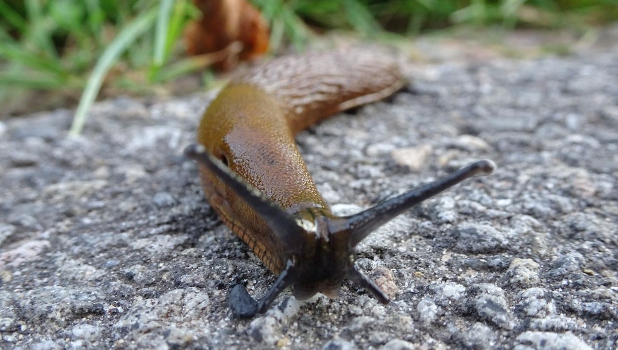 jakie zwierzę żywi się ślimakami fot. pixabay