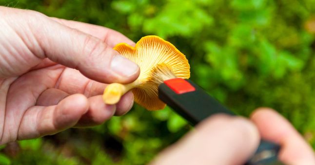 czyszczenie kurek z piasku - Pyszności; Foto: Canva.com