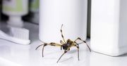 Gdy zobaczysz pająka w domu, nie zabijaj go! Czas zastosować 3-składnikowy spray