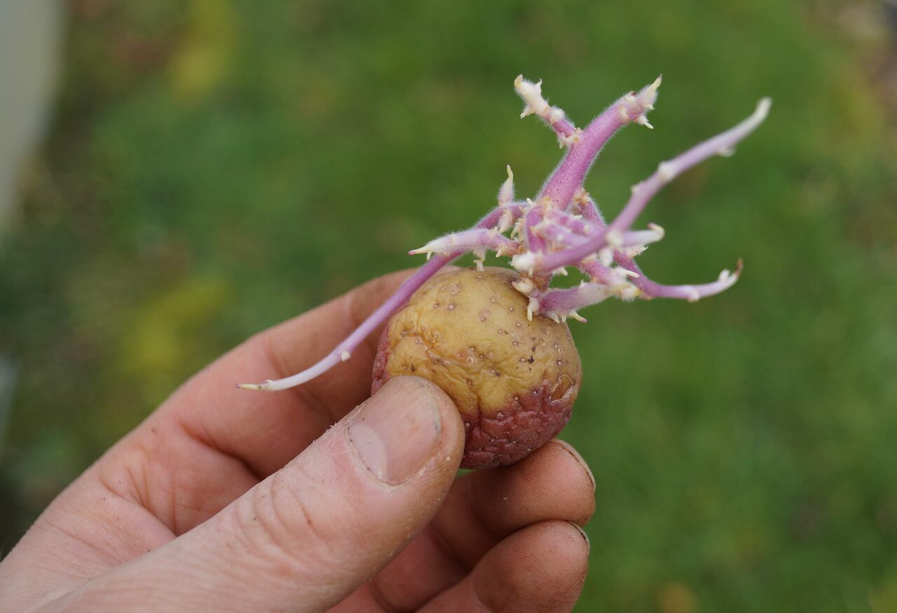 czy można jeść kiełkujące ziemniaki, fot. pxhere