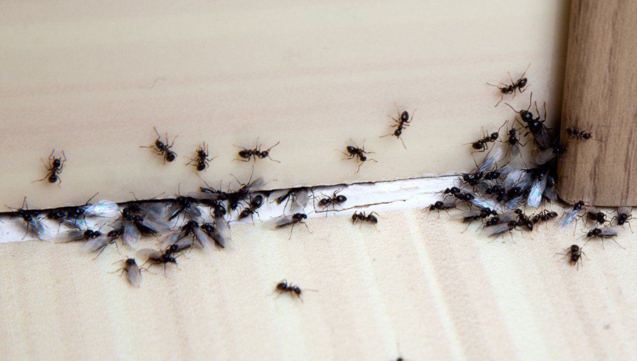 Namaluj przed domem mur, przez który mrówki nie mają szans się przebić. To działa!