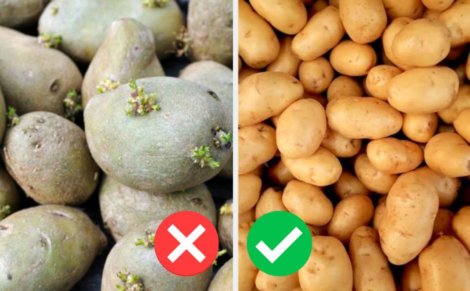 Czy można jeść ziemniaki, które puściły pędy? Dietetyk rozwiewa wszelkie wątpliwości