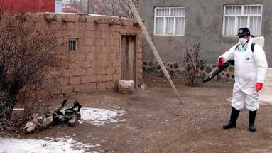 Weterynarz opryskuje kaczki w tureckim mieście Dogubeyazit, gdzie stwierdzono dwa śmiertelne przypadki ptasiej grypy wśród ludzi