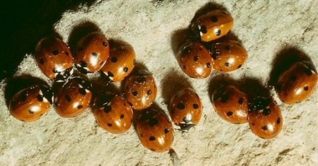 Litwa produkuje domki dla angielskich biedronek