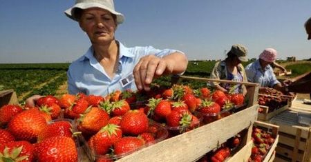 Praca sezonowa w kraju i za granicą