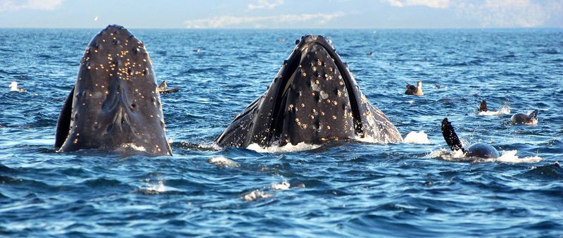 Chile - wieloryby w Cieśninie Magellana