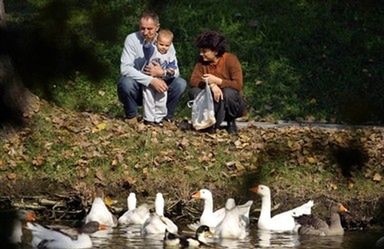 Dzikie kaczki padają z powodu ptasiej grypy?