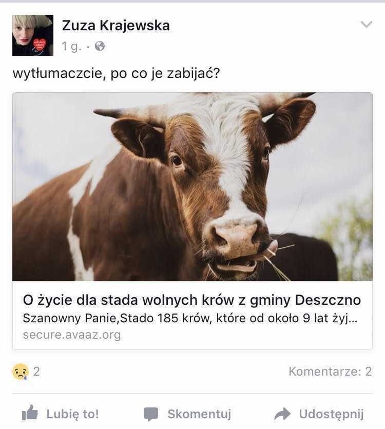 Zuza Krajewska - gwiazdy bronią wolnych krów