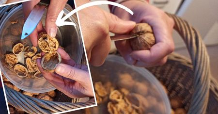 Idealnie rozłupane orzechy włoskie bez dziadka do orzechów! Ten trik stosujemy w rodzinie od lat