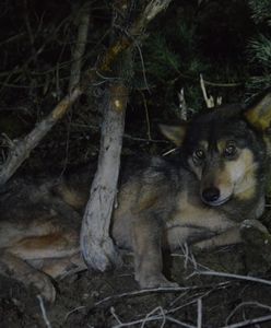 Wilk w sidłach kłusowników. Dzięki współpracy wielu służb udało się uratować ranne zwierzę