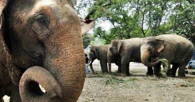 Bangladesz grozi zabiciem setki słoni indyjskich