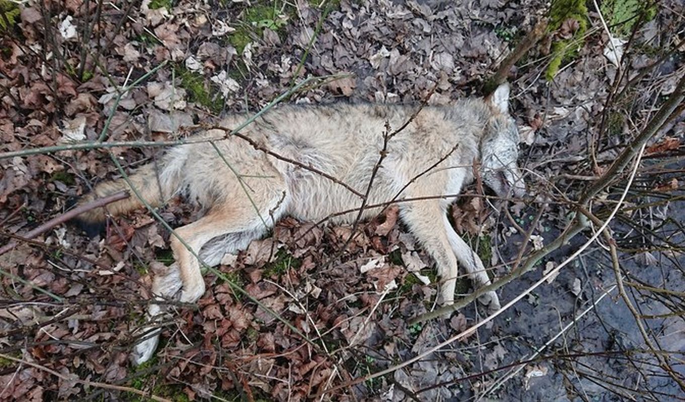 Zachodniopomorskie. Martwy wilk został znaleziony w lesie.